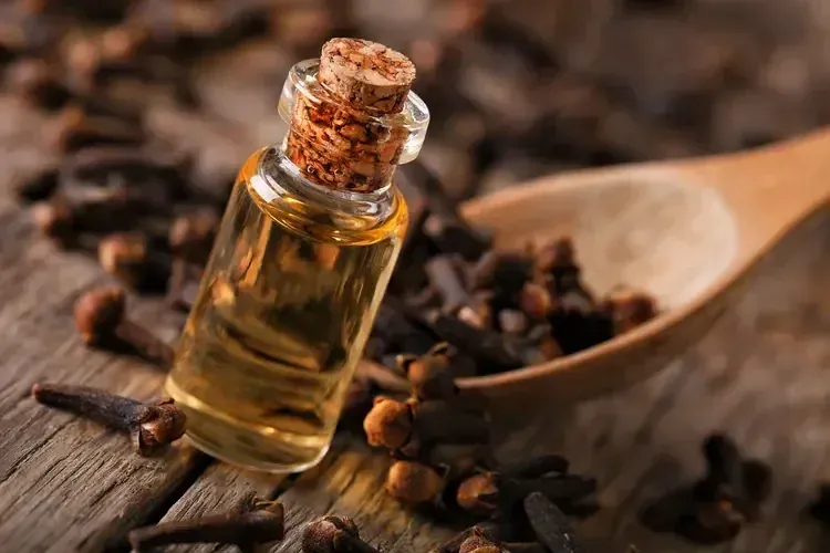Clove Oleoresin